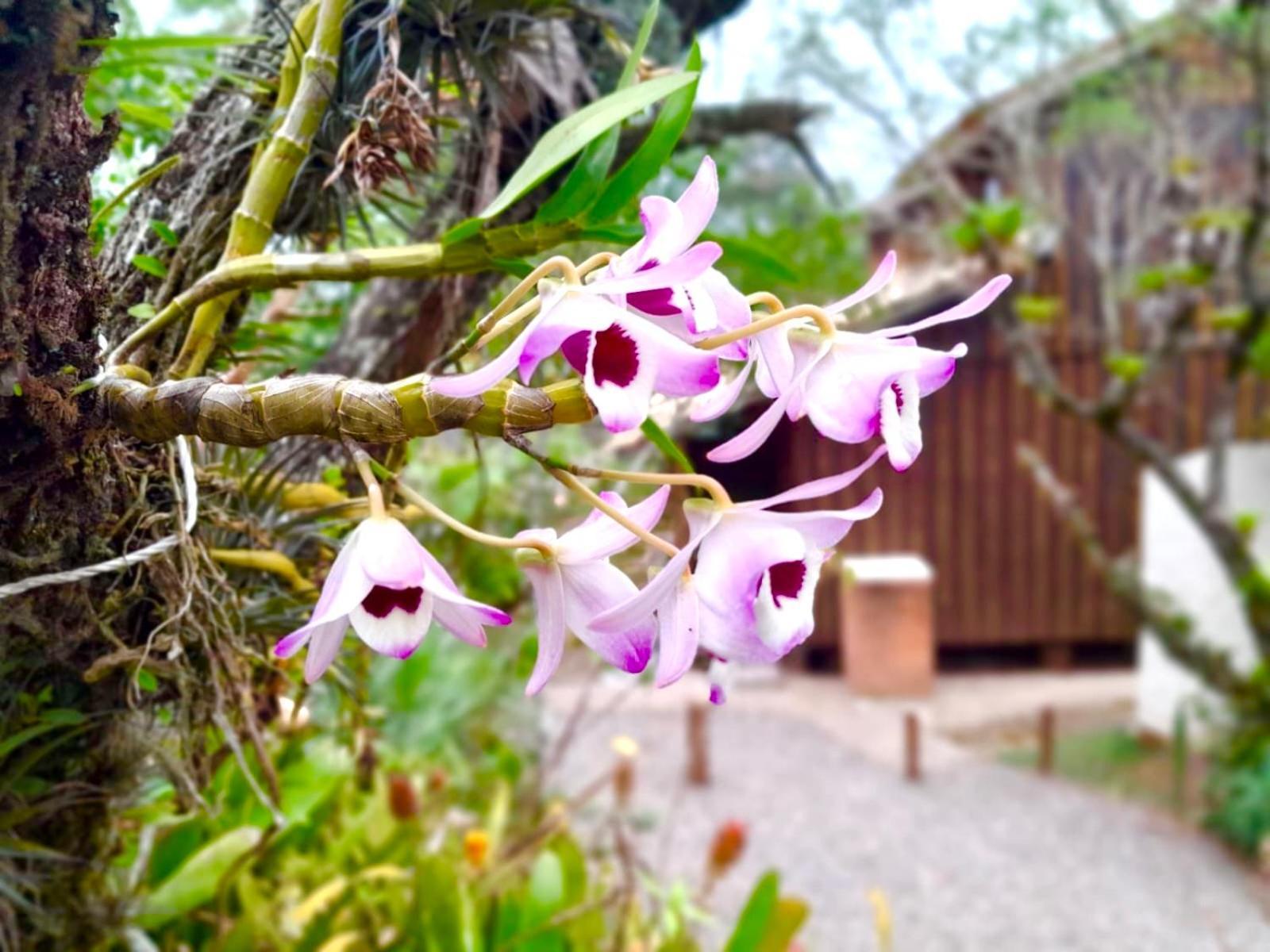 Recanto Das Bromelias Chales Guarda do Embaú Zewnętrze zdjęcie