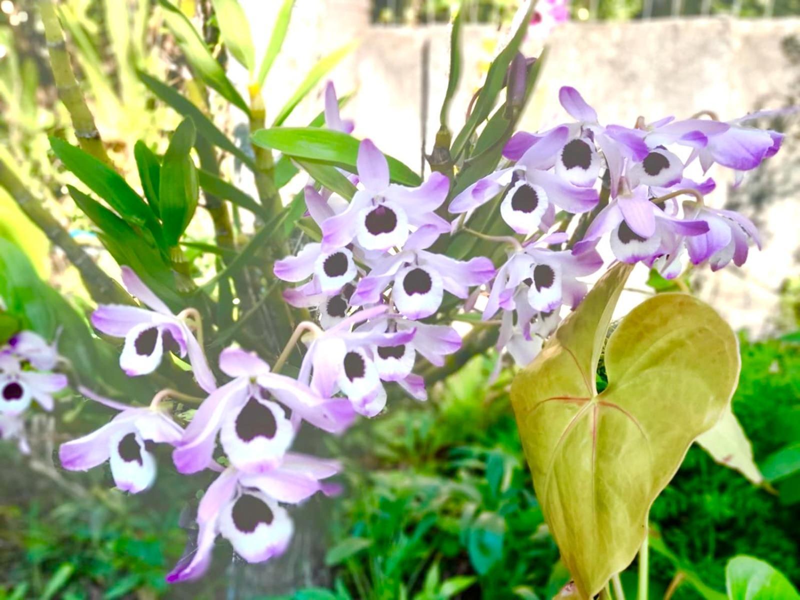Recanto Das Bromelias Chales Guarda do Embaú Zewnętrze zdjęcie